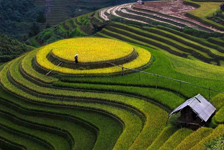 Harvest time in Mu Cang Chai - ảnh 5